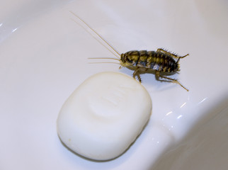 the big cockroach near to soap