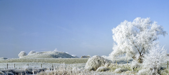 frost covered landscape