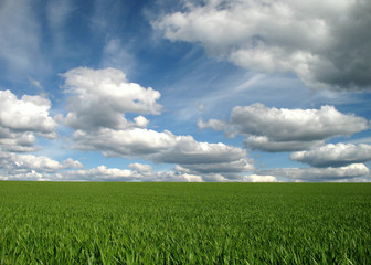 green meadow cloudy blue sky background