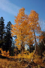 orange aspen trees