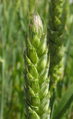 1268 - epi de blé