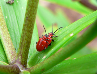 lilienhähnchen