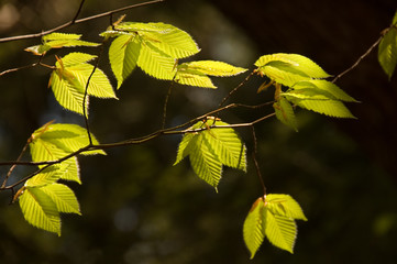 branches of back lit spring leaves