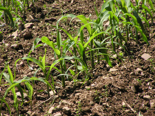 1272 - jeunes plants de maïs