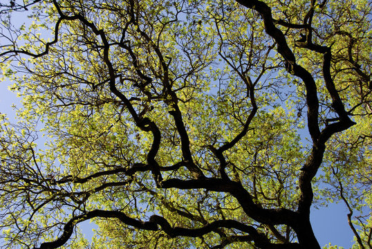 spring oak branches