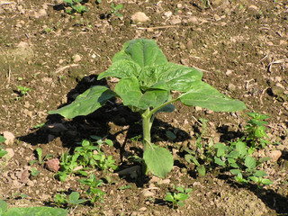 1280 - tournesol (astéracée) début de pousse