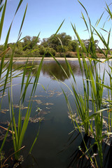 Fototapeta na wymiar riparian pond reflection
