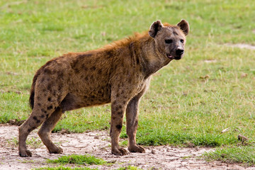 spotted hyena
