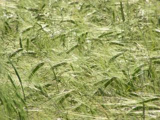 1284 - epis d'orge (hordeum vulgare)