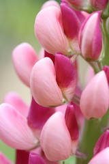 lupin close up