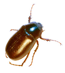 cockroach