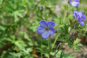 blue flower