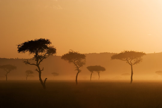 Fototapeta zachód słońca w Massai Mara