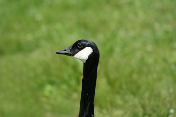 canadian goose