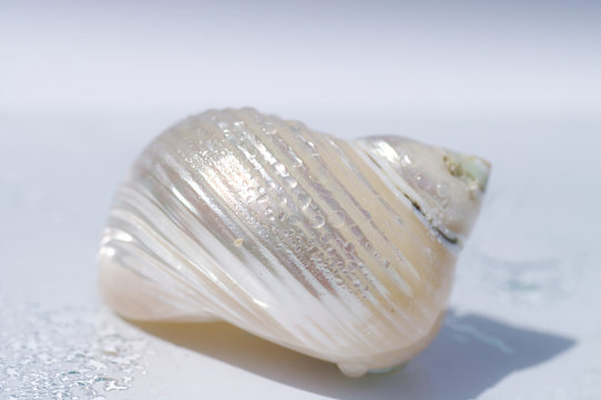 coquillage blanc