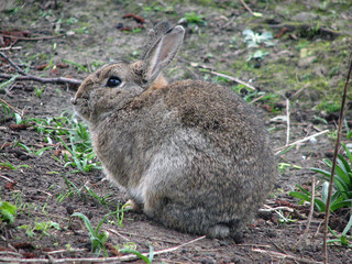 wild rabbit