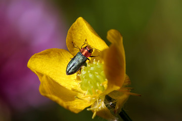 nice glossy beatle on yellow flower - macro shot