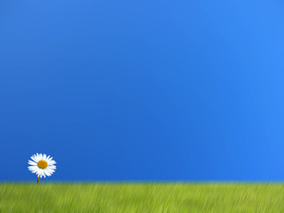 gänseblümchen © Makuba