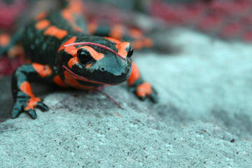 salamandre rouge