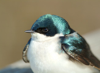 hirondelle