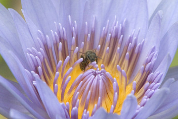 abeille et coeur de n&eacute;nuphar