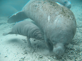 manatee lamantin