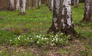 birchwood with flowers