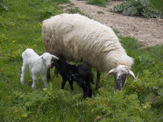 pecora ed agnellini