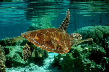 tortue verte