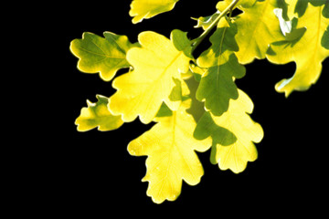 deutsches eichenlaub