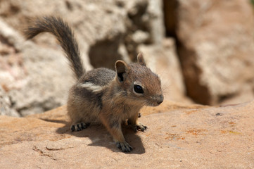 cute chipmunk