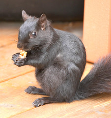 black squirrel eating a walnut