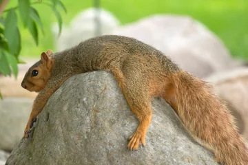 Peel and stick wall murals Squirrel lazy squirrel