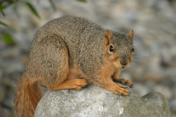 Naklejka na ściany i meble curious squirrel standing on a rock