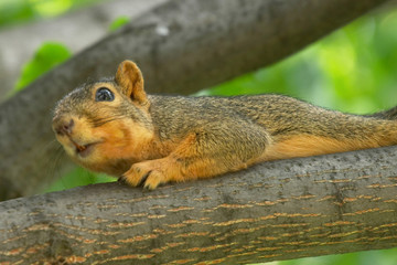 squirrel on a tree branch