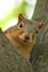curious squirrel