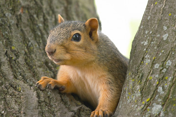 Naklejka na ściany i meble wiewiórka siedzi na drzewie