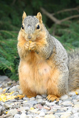 Naklejka na ściany i meble cute squirrel eating a nut
