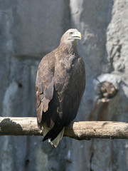 eagle