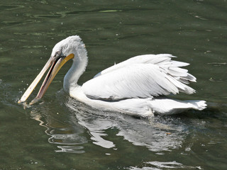 pelican