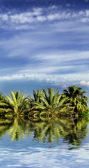 Fototapeta na wymiar palms & skies