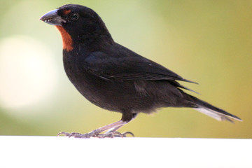 oiseau noir et rouge