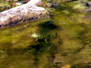 hausfrosch3