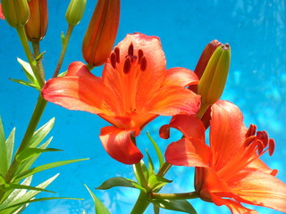 lilie am wasser © Andrea Vonblon