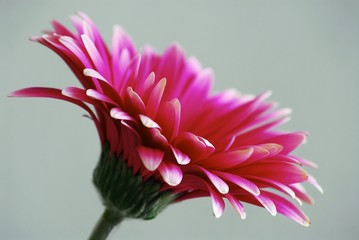 profil d'aster © Bluearttattoo 