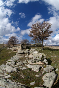 tree and ruins