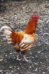 coq