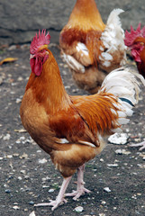 coq