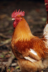 coq