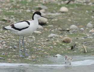 avocette et son poussin © NICOLAS LARENTO